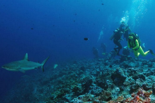 過度捕撈鯊魚會損害珊瑚礁-1