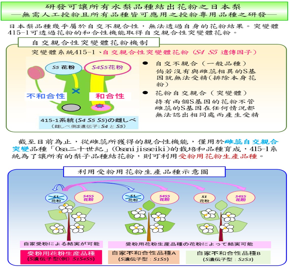 【日本】2015年十大農業技術研究-研發讓水梨品種結出花粉之日本梨系統-無需人工授粉且所有品種皆可應用授粉的專用品種之研發-2