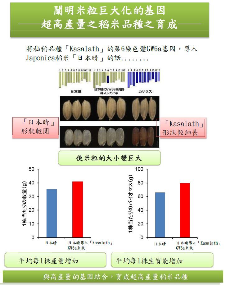 【日本】2015年十大農業技術研究-闡明米粒巨大化的基因-超高產量之稻米品種之育成-2