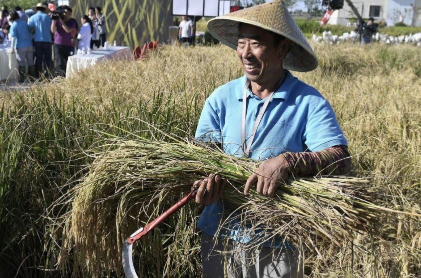 中國「海水稻」畝產620公斤 超預期-1