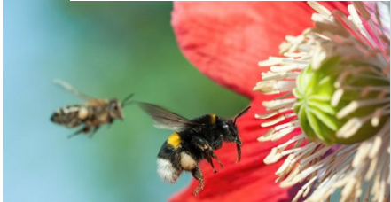 一項驚人的發現：大型種蜜蜂的體型變得越來越小-1
