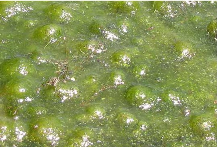 史丹佛的科學家利用藻類行光合作用來收集電力-1