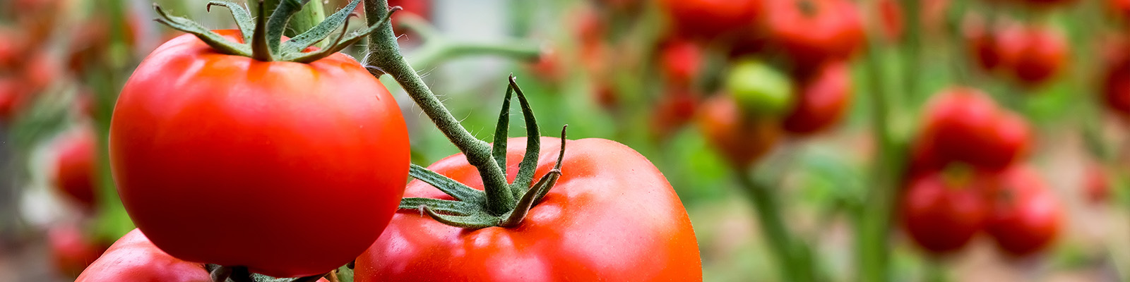 植物根的生存之道 - 揭示番茄植物的乾旱防禦機制