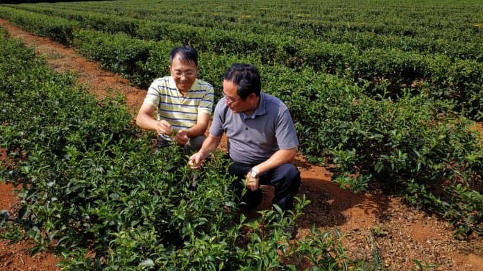 邁向臺灣茶產業3.0之轉型契機-1