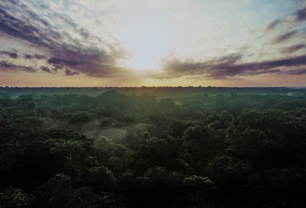 熱帶森林如何適應全球氣候變化