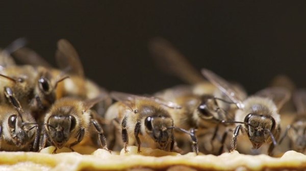 蜜蜂消失農藥僅是原因之一 學者：合理用藥才務實