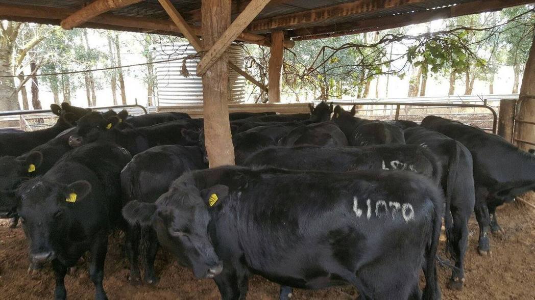 澳洲純種安格斯牛怎麼養？ 農委會組專家團隊解惑