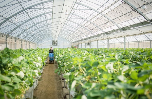 日本中小企業自行研發的農業技術降低九成成本