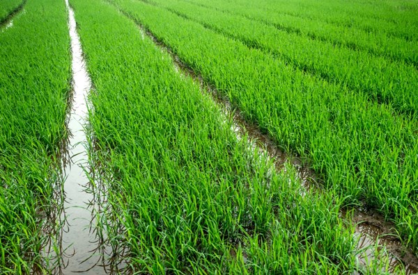 日本2017最新研發成果(1/30)-可大幅度減少從土壤中吸收鎘的水稻品種「越光環1號」