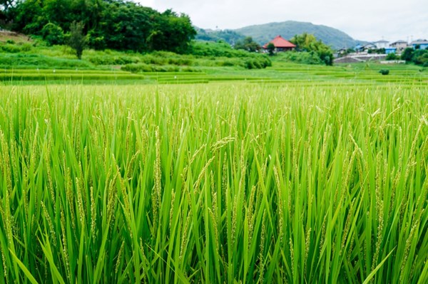 日本2017最新研發成果(3/30)-適宜栽培水稻大規模經營，節省勞力且價位低的灌入施肥技術