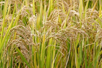 日本2017最新研發成果(2/30)-利用鉬化合物和氧化鐵包覆水稻種子的直接播種栽培