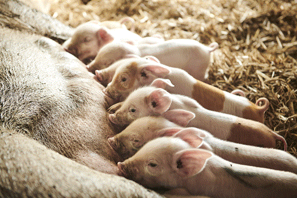 基因編輯可減少病毒對養豬業的威脅
