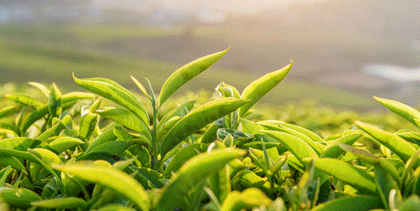 可確保茶供應鏈透明度的新技術