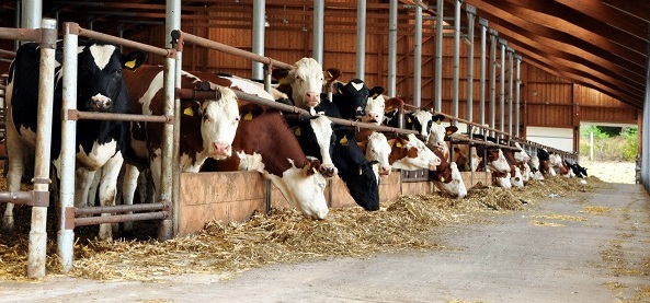 可持續農業發展促進糧食安全和營養：畜牧業起何作用？