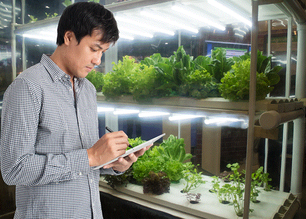 小型室內栽種設備與家庭園藝未來發展