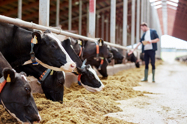 Holstein UK推出牛資料庫以增進可追溯性與遺傳價值