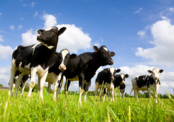 乳牛餵食微藻能提升乳製品營養