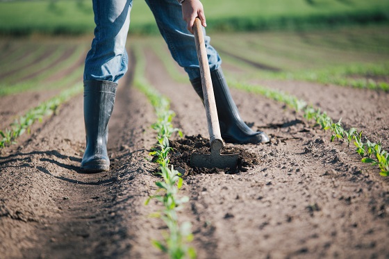 土壤有機質多寡與作物收穫量之關聯性已被確立