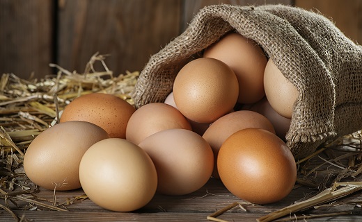 遺傳工程蛋雞可望成為治療人類疾病的新希望