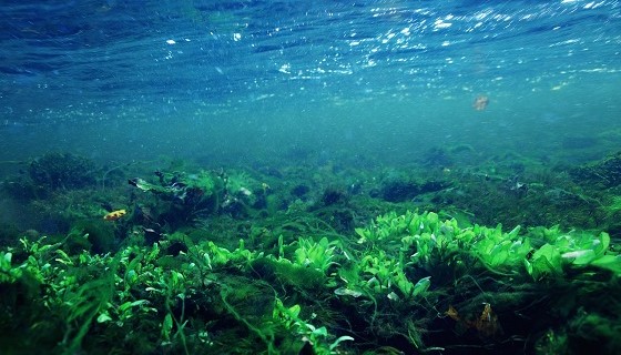 科學家利用綠藻去除污水中有害的環境賀爾蒙