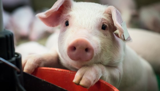 最新的研究發現迷你豬在野豬族群擴張的過程中扮演重要的角色