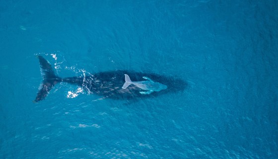 透過無人機空拍技術為鯨魚量體重