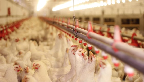 濕度監控對改善家禽健康和福利至關重要