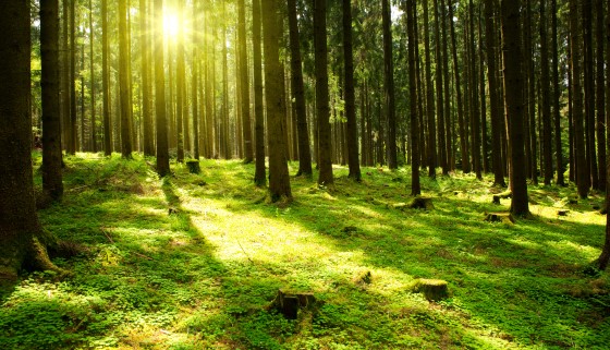 【增匯】生物多樣性高的森林更能長期穩定固碳