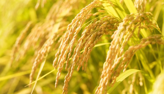 美國參議員呼籲美英自由貿易談判應致力於擴大美國稻米出口機會