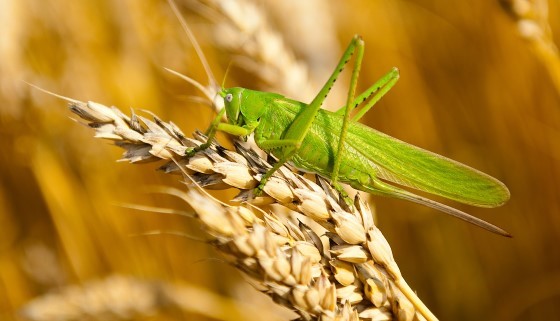 以虛擬飛行模擬器測試新型農藥對昆蟲的影響