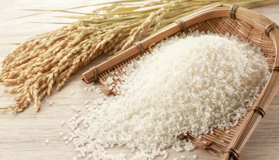 低氣孔密度水稻更能因應氣候變遷