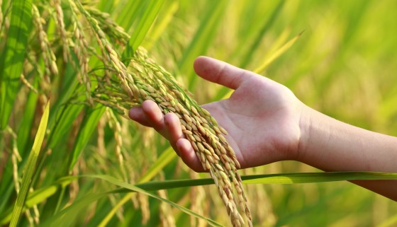 STRK1基因促進鹽鹼土中的水稻生長和產量
