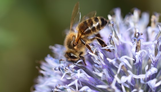 大黃蜂透過溫度差異來區分花朵
