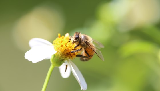 臺灣養蜂業的問題與林地養蜂的建議