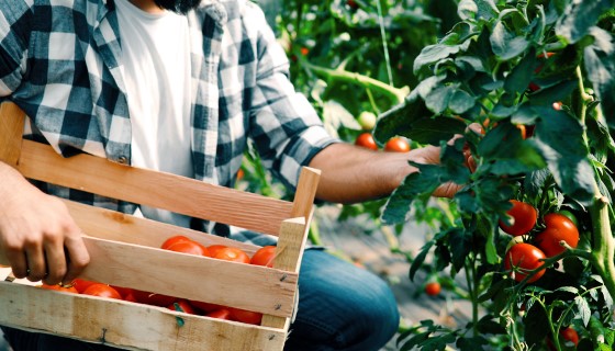 野番茄的細菌性潰瘍病抵抗力對商業番茄產業具有重要意義