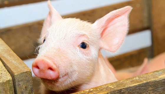 在飼料中添加氨基酸補充劑可提高斷奶小豬對抗疾病的能力