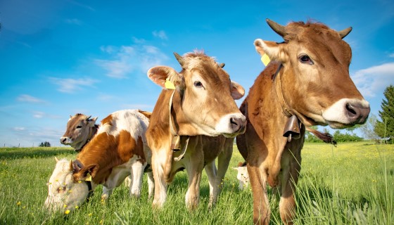 未來牛舍的設計將為乳牛和氣候變遷保留更多的緩衝空間