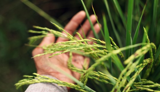 稻米透過再生方式突破氣候變遷造成產量降低的壁壘