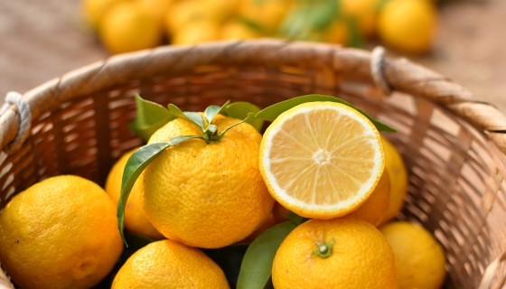 抗微生物肽化身柑橘黃龍病的新防治策略