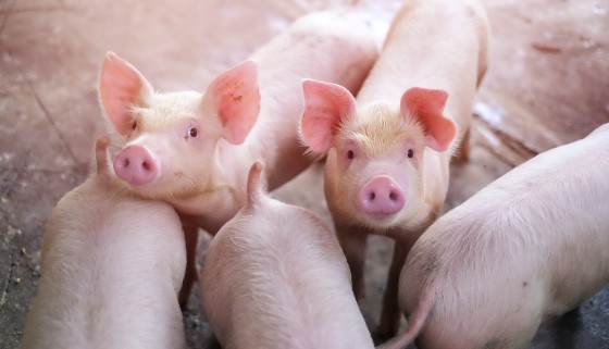 運用擠壓膨化技術加工過後的穀物飼料對於豬隻生長可能更有益處