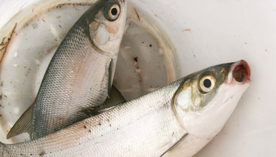 快速測定鮭魚腐敗的新方法