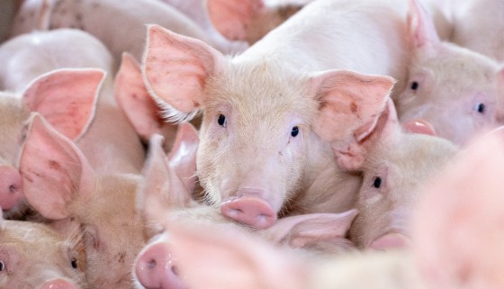 美國豬肉產業推出新的數位疾病檢測工具