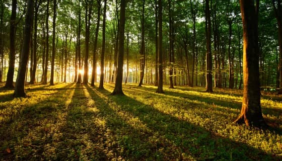 虛擬實境創造森林隨著氣候變化的直覺體驗