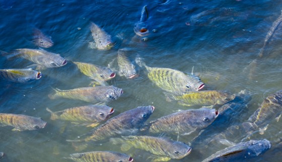 以微藻作為養殖吳郭魚之無魚配方飼料來源，邁向永續發展