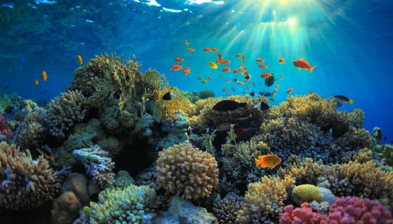 浮游生物影響全球珊瑚礁魚類之生物多樣性