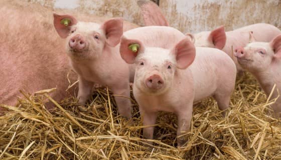【減量】利用生命週期評估模型估算英國養豬產業系統的碳足跡及影響因素