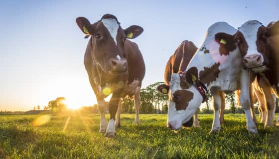 荷蘭WUR研究顯示以蘆筍藻作為乳牛生成甲烷的抑製劑並非毫無風險