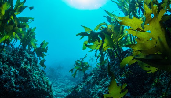 運用機器學習技術拯救海藻免於疾病威脅