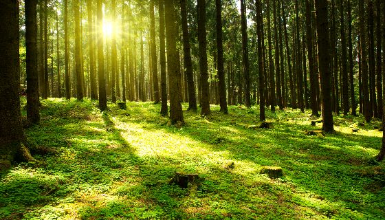 【增匯】樹木、森林為美國節省超過1000 億美元的社會成本