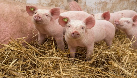 提前掌握母豬健康狀況 AI養豬系統應用商機8億